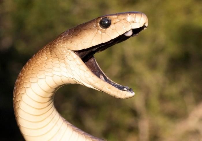 Mamba nero. In realtà il colore è marrone chiaro, il pigmento scuro che dona il nome al serpente è nel palato. Credit: Giovanni Marais
