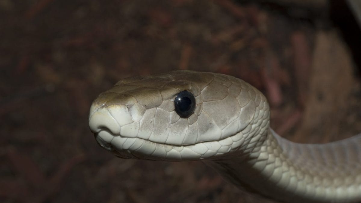 Mamba nero. Credit: iStock