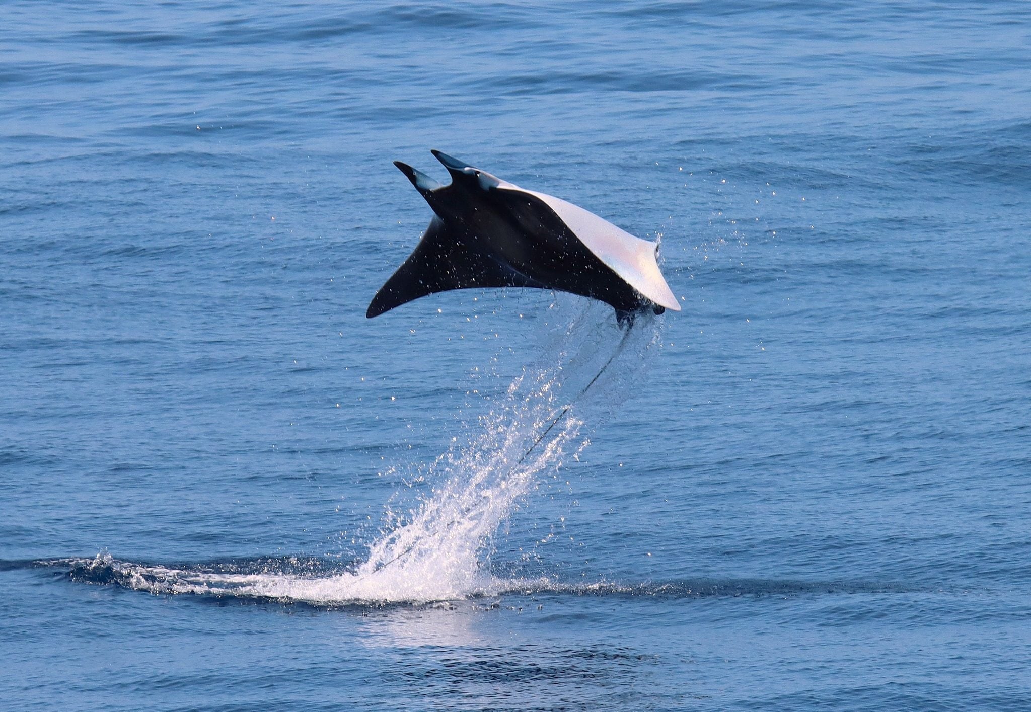 Il salto del diavolo: una manta mediterranea "volante" si esibisce nelle splendide foto di Gianni Lucchi