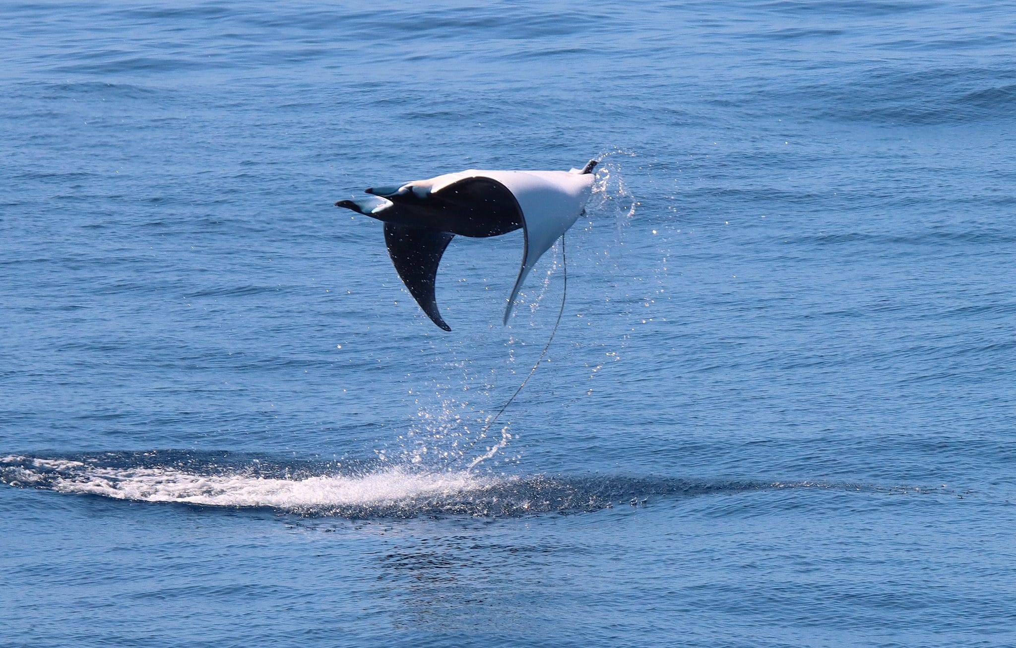 Manta mediterranea. Credit: Gianni Lucchi