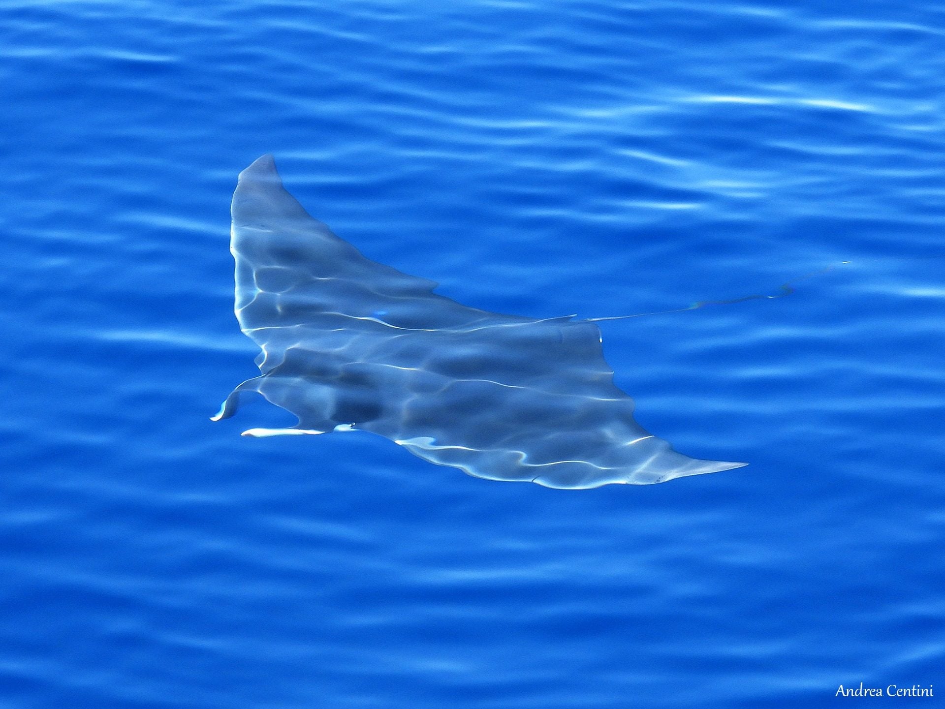 Una mobula, conosciuta anche come diavolo di mare o manta mediterranea. Credit: Andrea Centini