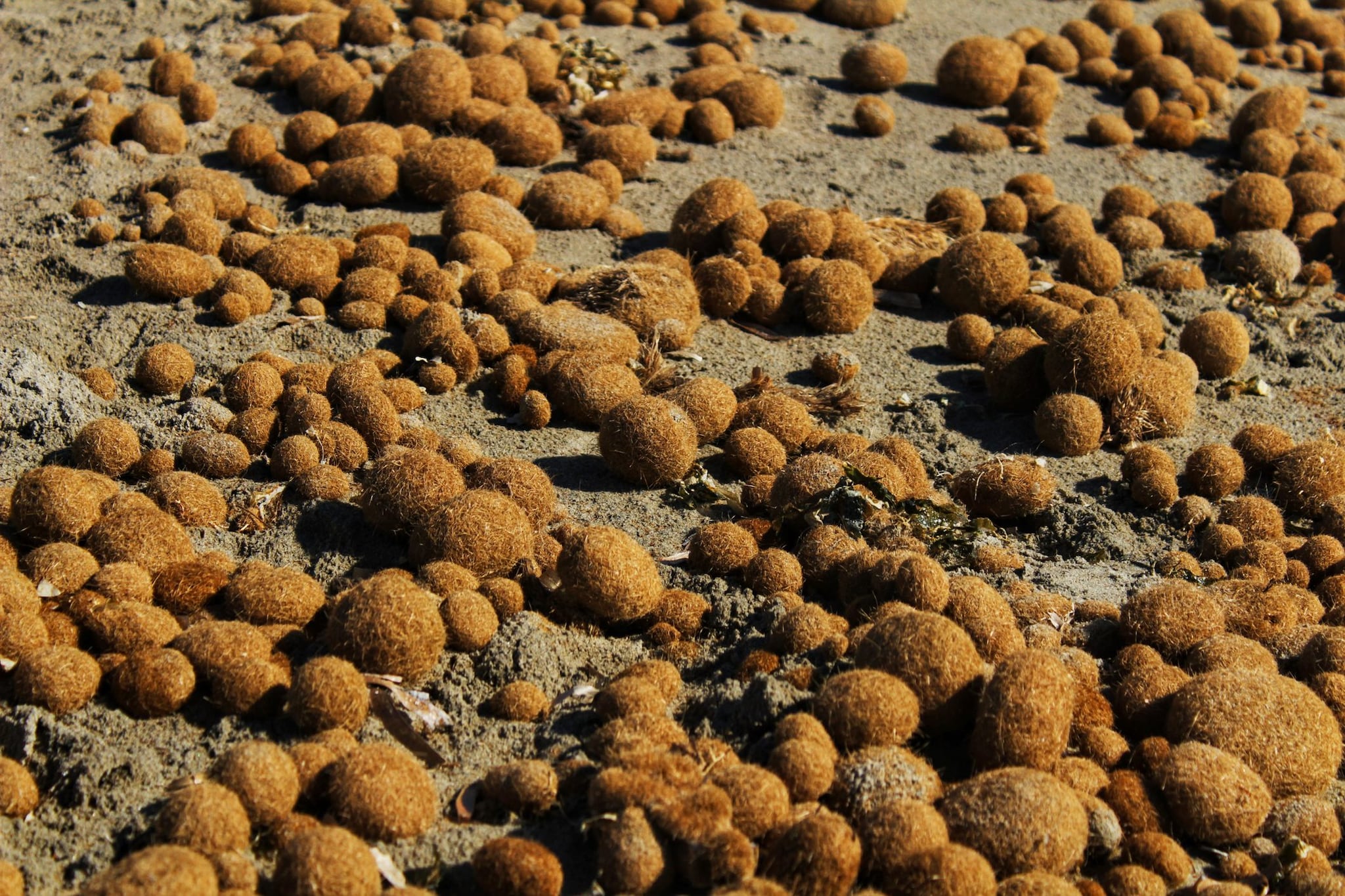 Cosa sono le palle marroni che compaiono sulla spiaggia: ora il mare le usa per ripulirsi dalla plastica