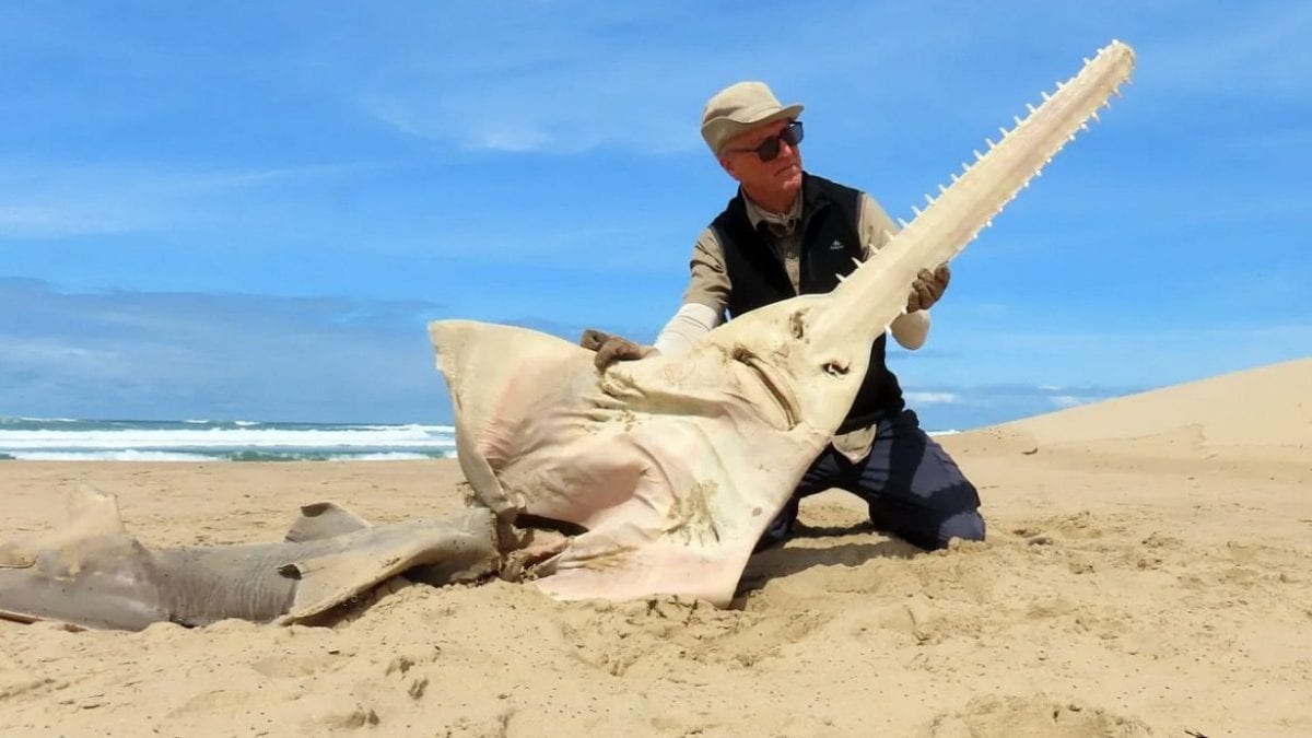 Il pesce sega recuperato sulla spiaggia sudafricana. Credit: Kevin Cole