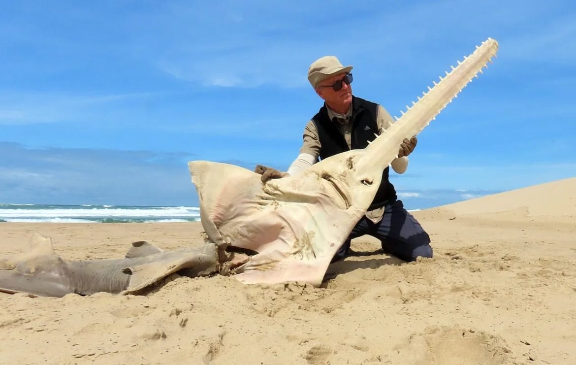 Enorme pesce sega spiaggiato in Sudafrica, si credeva estinto localmente: forse ucciso da un'orca