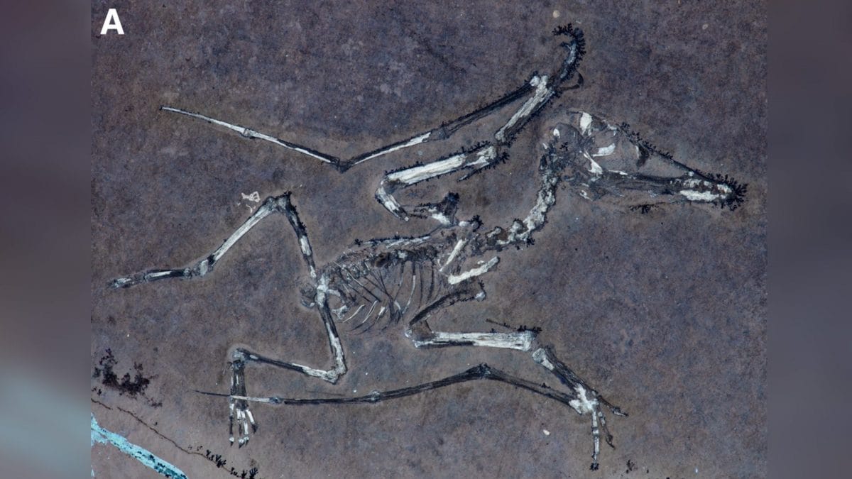 Fossile del pterodattilo Lucky 1. Credit: Università di Leicester