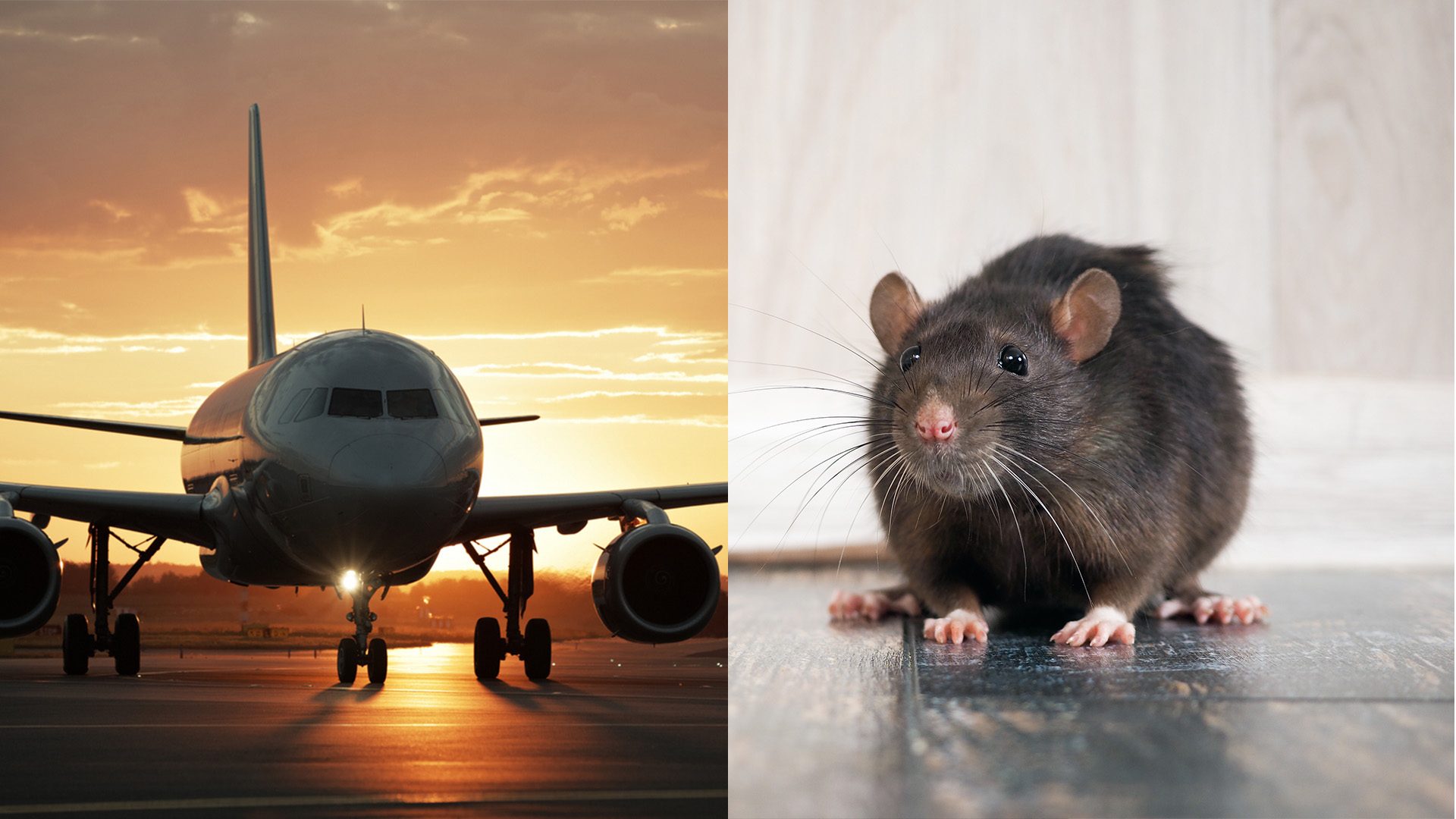 Ratto prende un volo transatlantico tra Stati Uniti ed Europa, ma non finisce molto bene