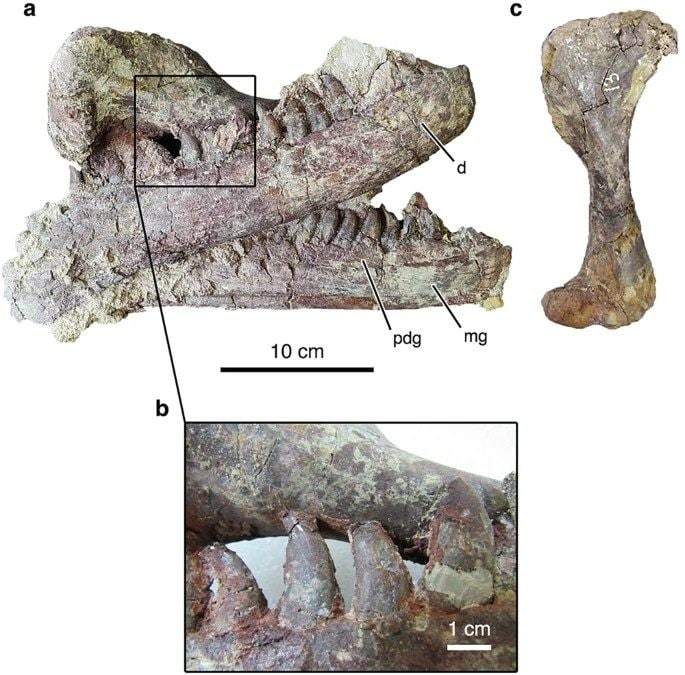 Il dettaglio dei denti e l’omero del coccodrillo preistorico. Credit: Ibiricu et al./ Nature Communications