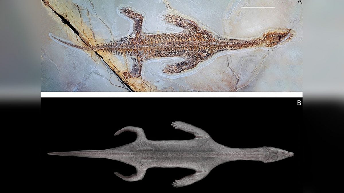 Il fossile di Lariosaurus valceresii. Credit: Crediti immagine: Renesto et al., Swiss Journal of Palaeontology / modello 3D di S. Megahed (ArchonXR)