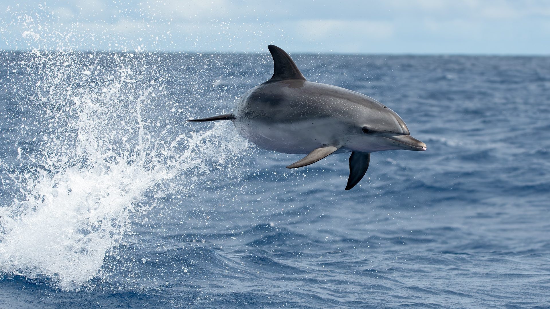 Delfini tropicali alle Azzorre: le foto dell'incontro con le stenelle maculate atlantiche nell'oceano