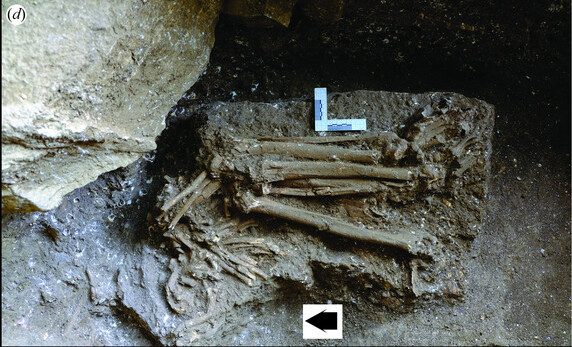 Lo scheletro. Credit: Stimpson et al., Proc. R. Soc. B, 2025