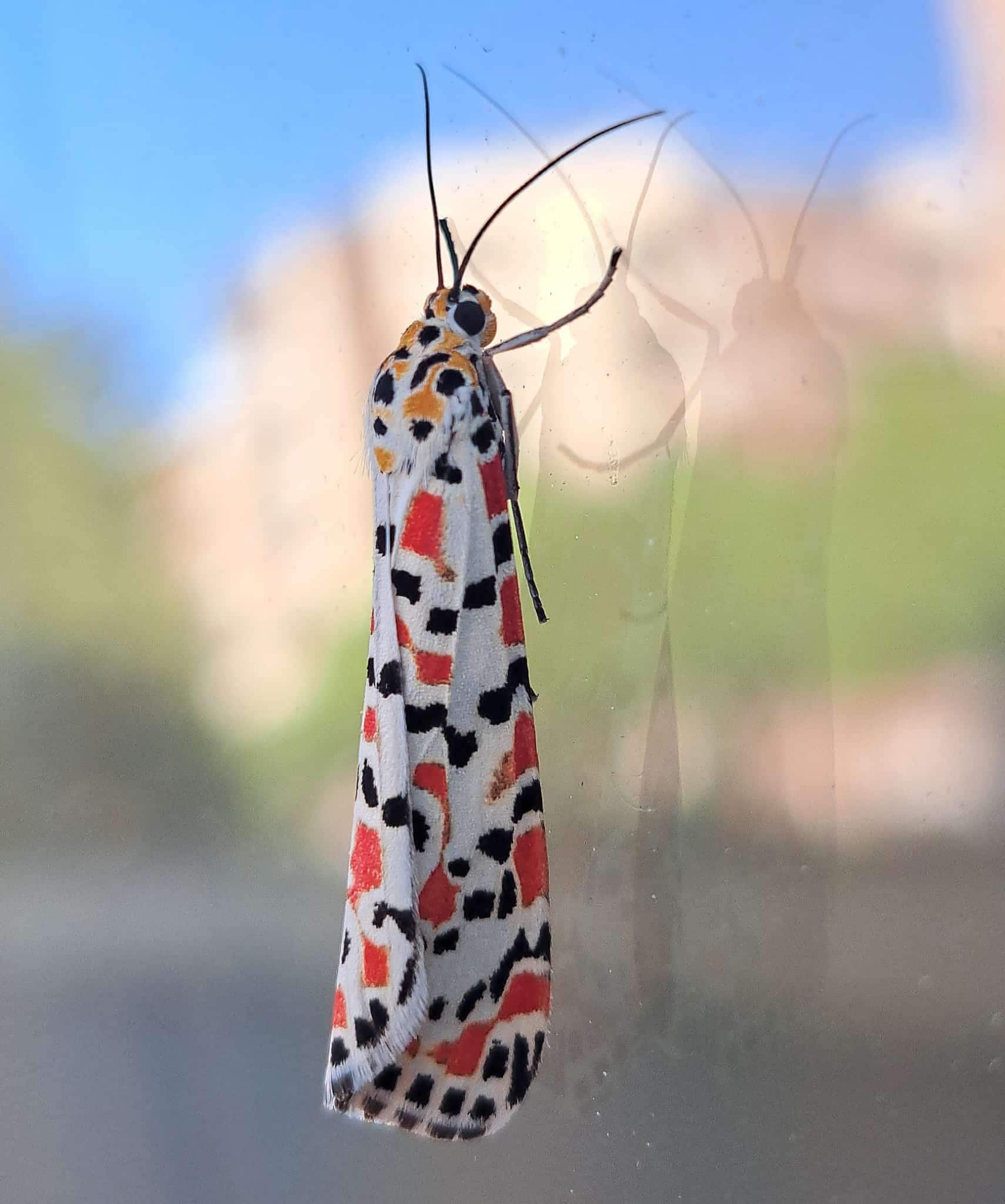 Falena Utetheisa pulchella a Roma. Credit: Andrea Bonifazi