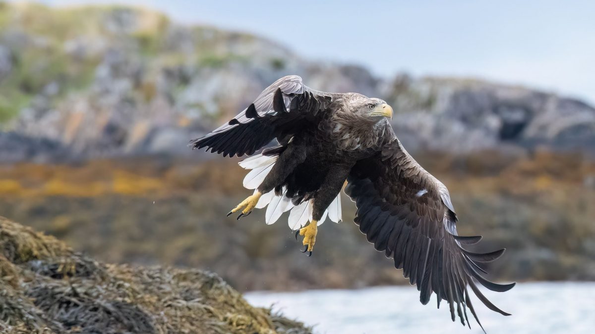 Aquila di mare. Credit: Alessandro Nobili