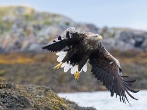 aquila1-300x225.jpg
