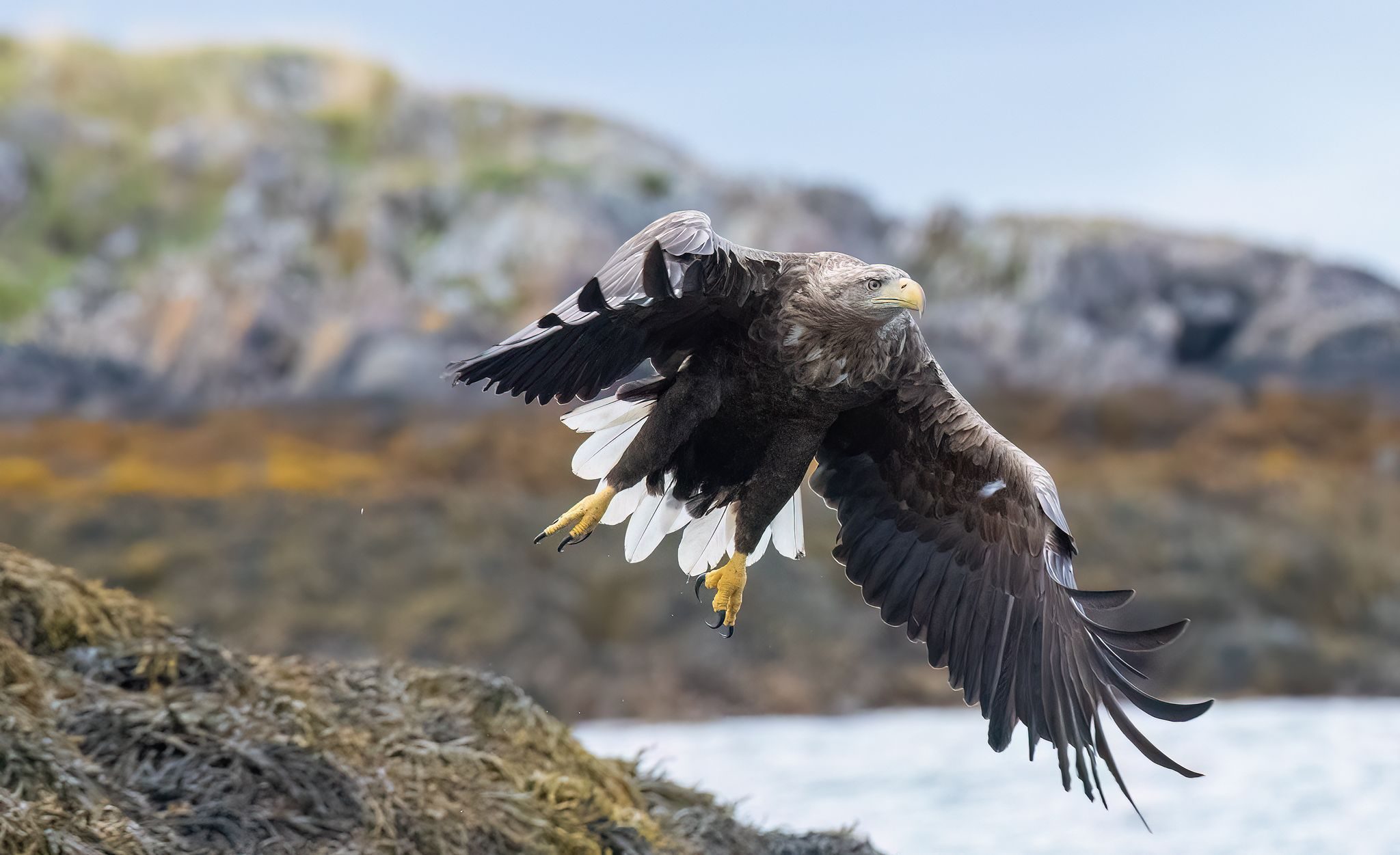 Dove osano le aquile di mare: le foto e il racconto del magnifico incontro alle isole Lofoten