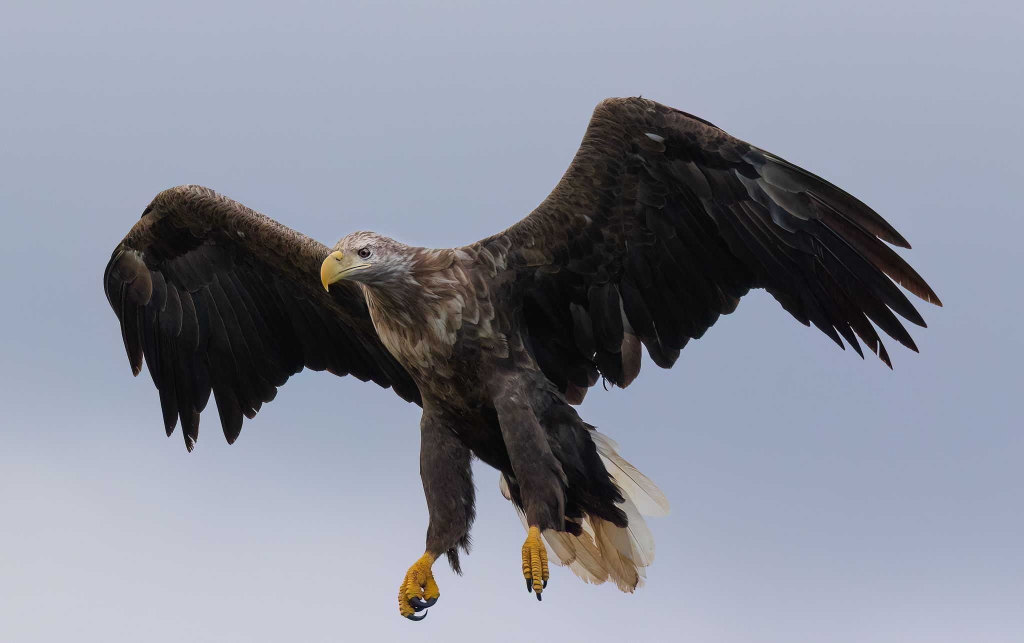 Aquila di mare. Credit: Alessandro Nobili