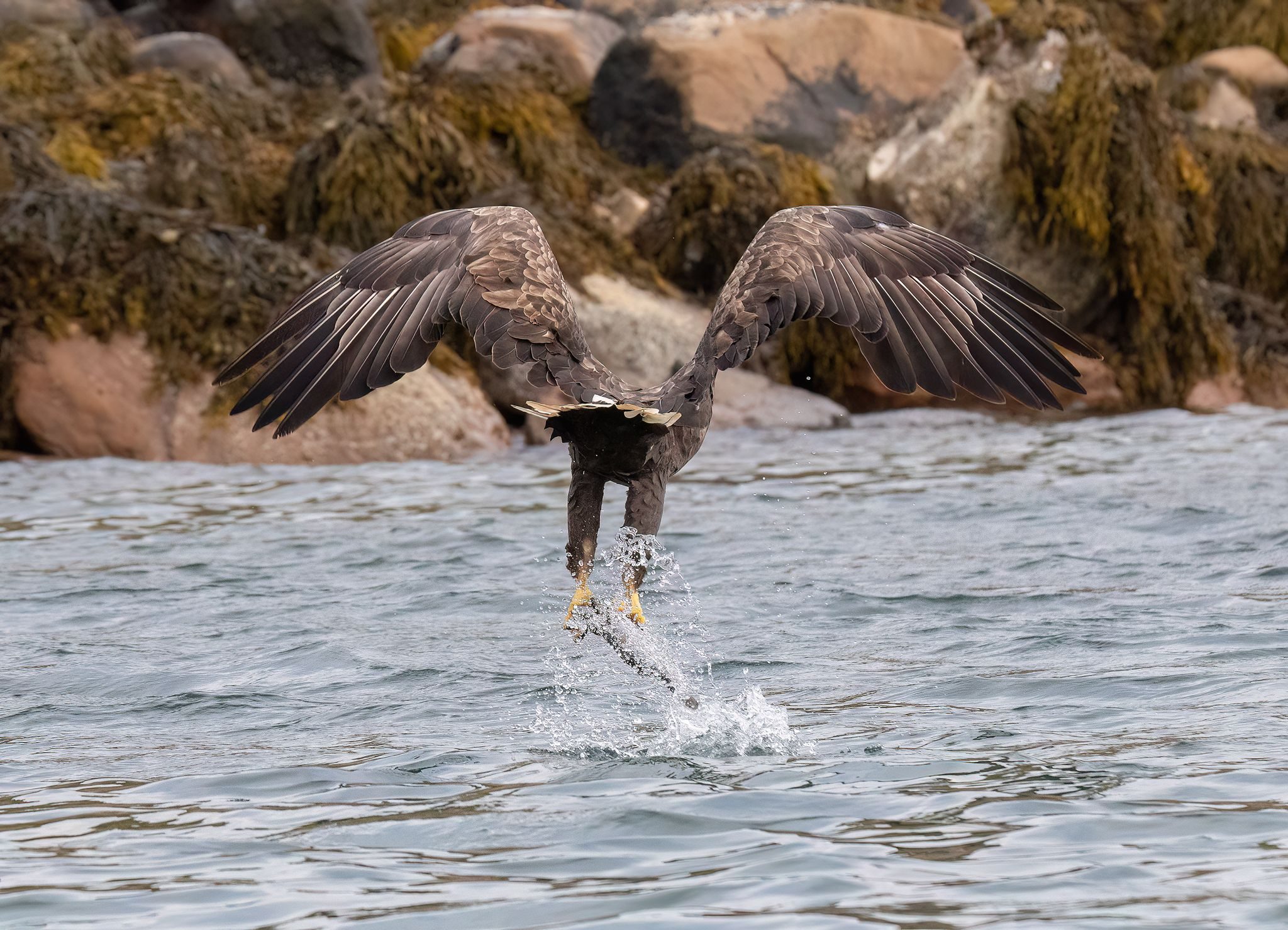 Aquila di mare con un pesce appena predato. Credit: Alessandro Nobili