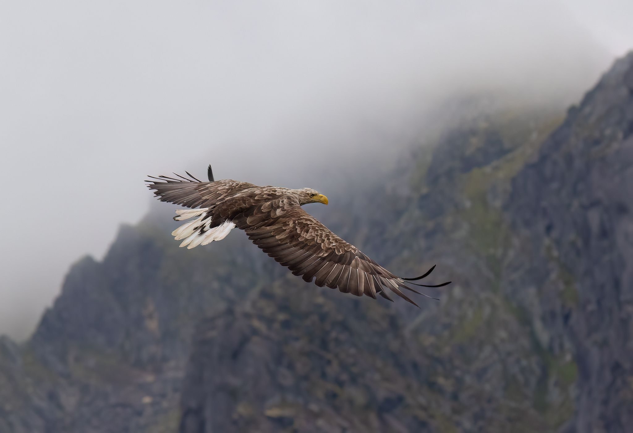 Aquila di mare. Credit: Alessandro Nobili