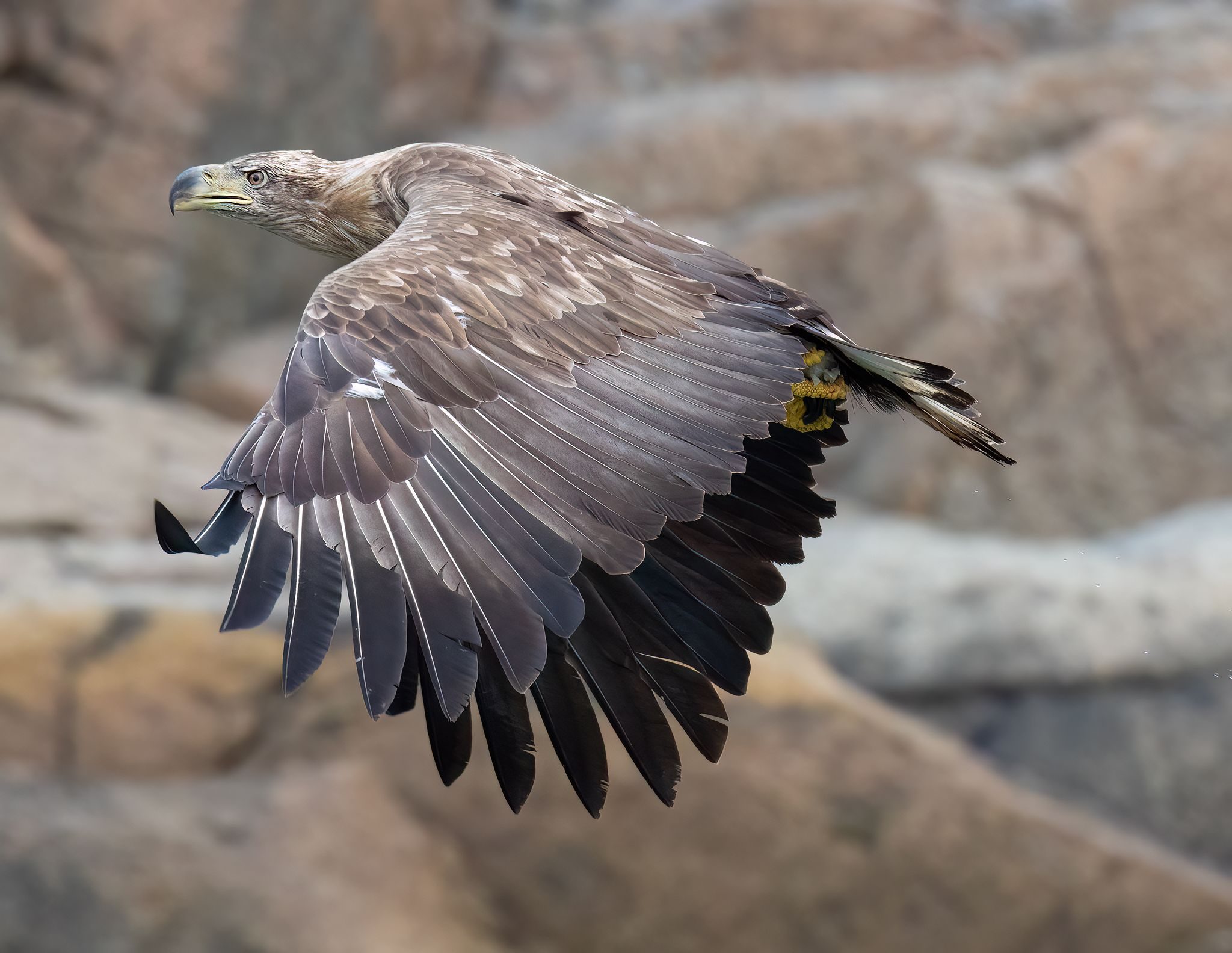 Aquila di mare. Credit: Alessandro Nobili