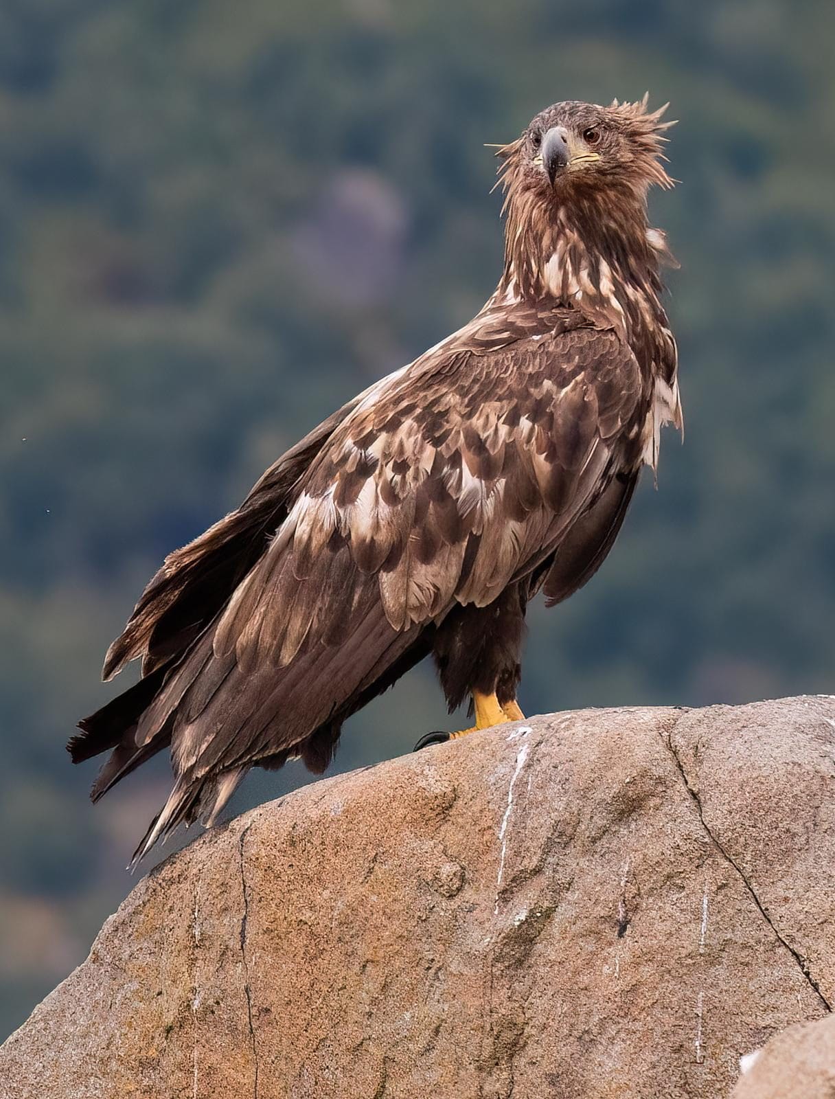 Aquila di mare. Credit: Alessandro Nobili