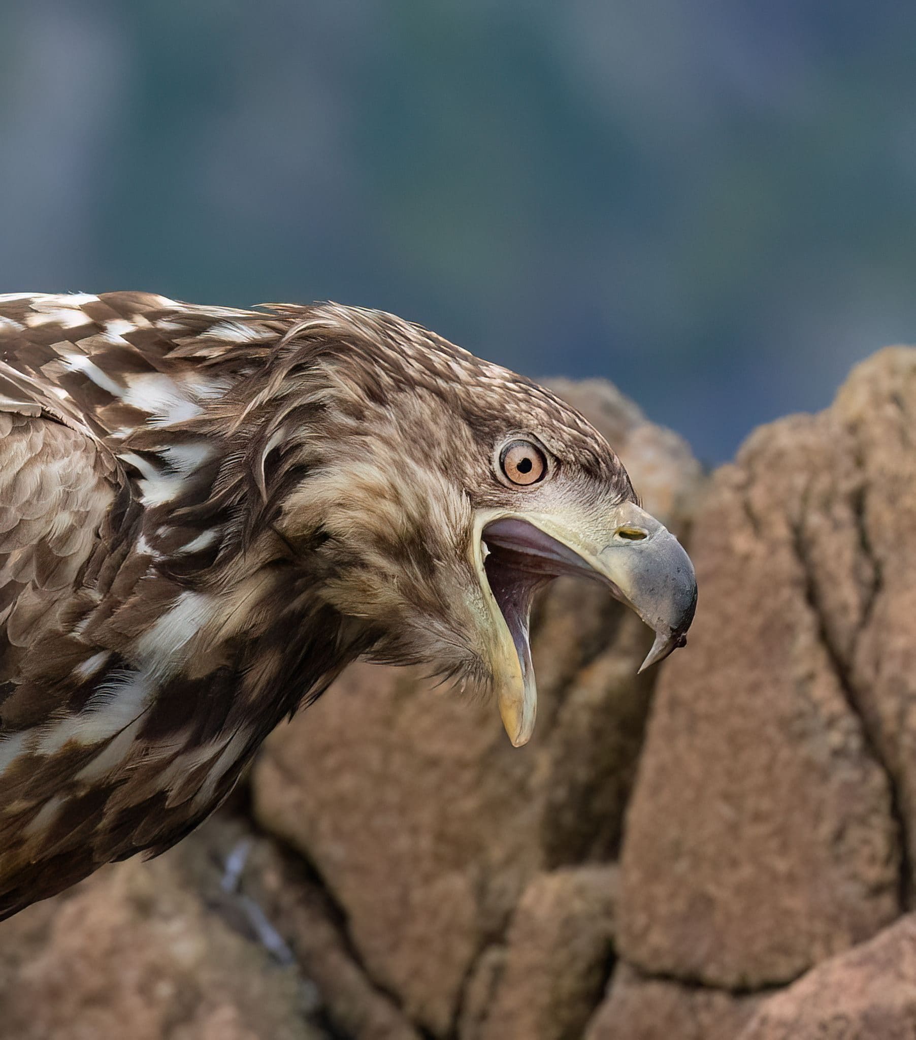 Aquila di mare. Credit: Alessandro Nobili
