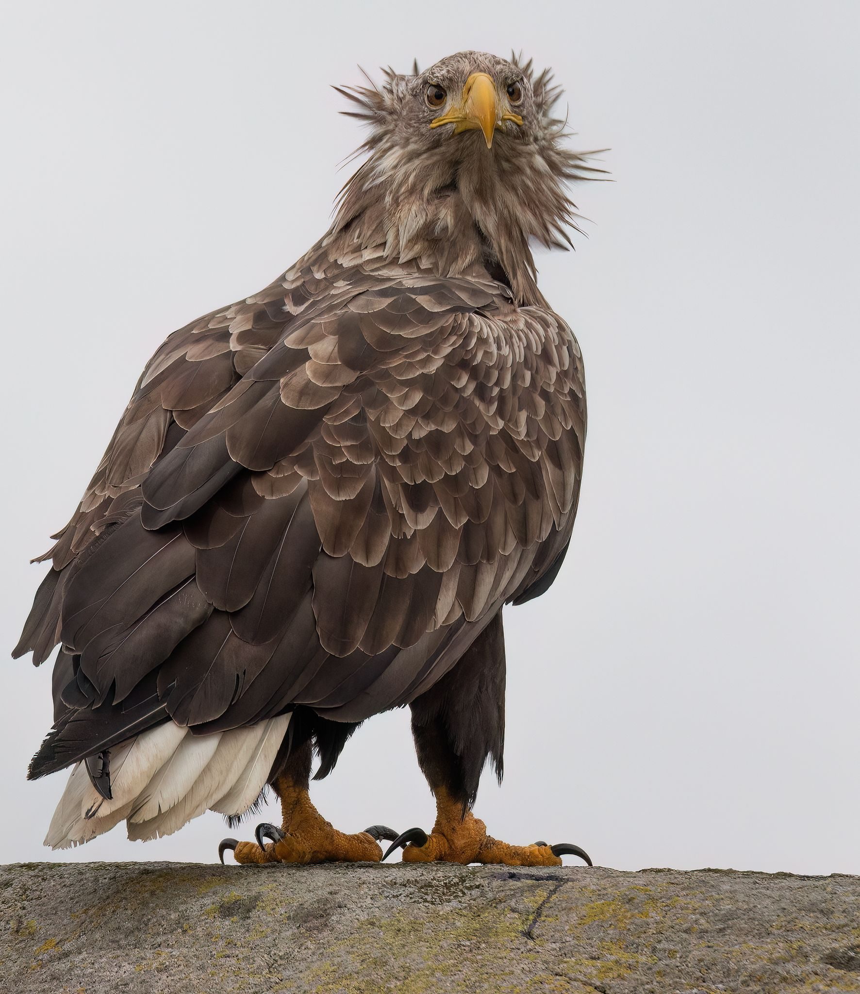 Aquila di mare. Credit: Alessandro Nobili
