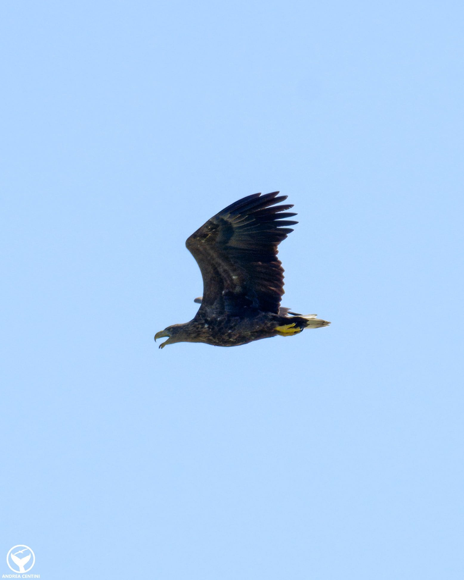 Aquila di mare fotografata in Italia. Credit: Andrea Centini