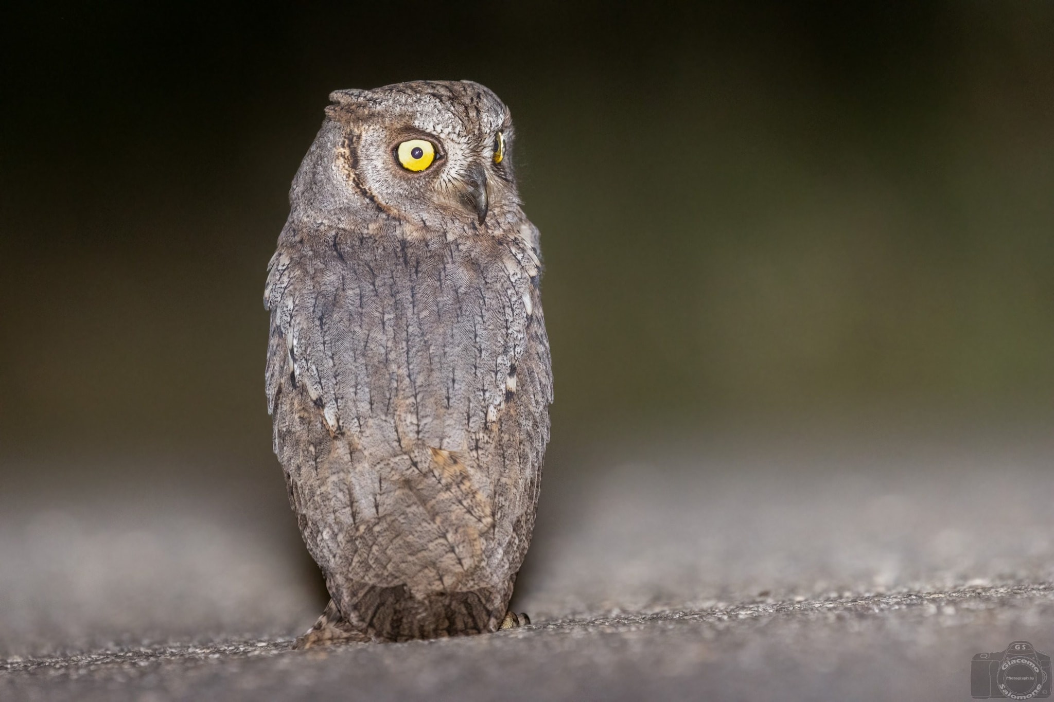 Sembra un gufo in miniatura, ma è lo splendido assiolo: le immagini del rapace notturno in Italia