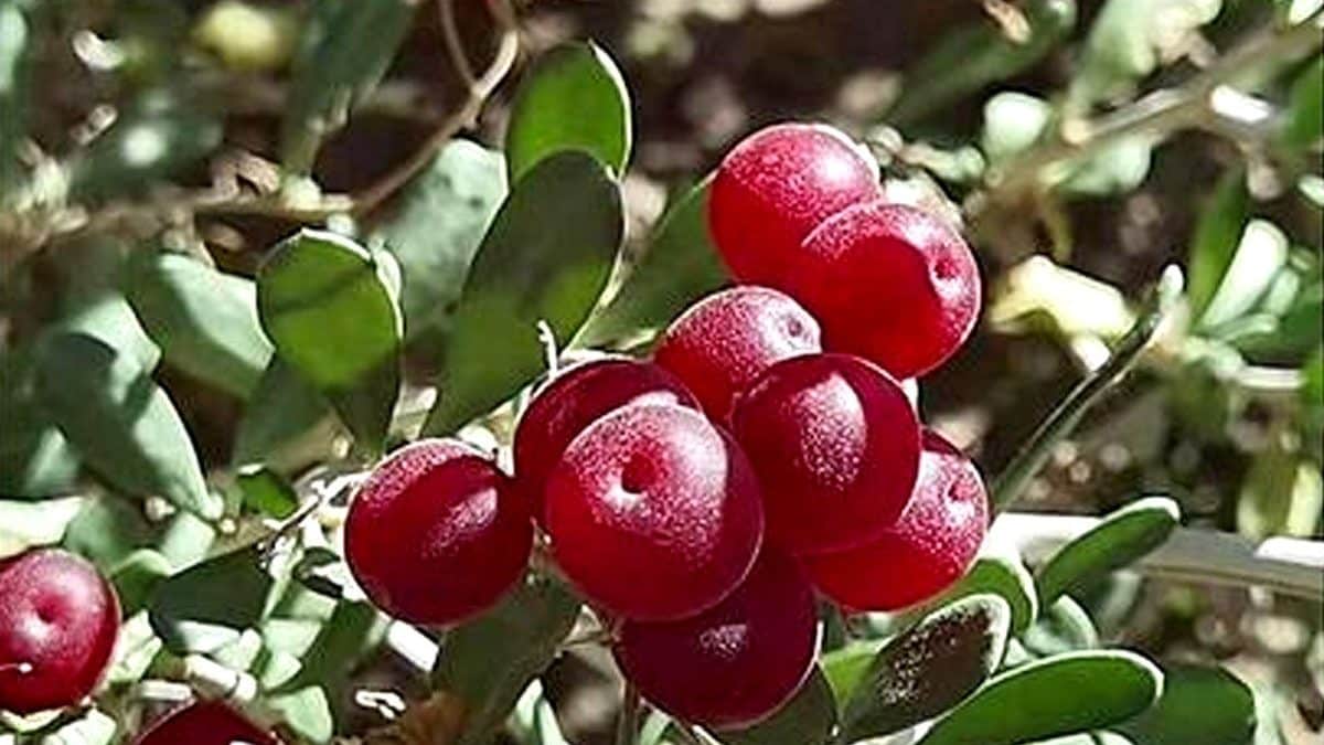 Le bacche di Nitraria roborowskii Kom., chiamate "ciliegie del deserto" / Credit: Food Chemistry