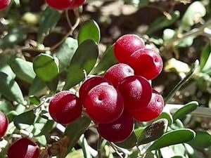 ciliegia-deserto-bacche-Nitraria-roborowskii-Kom-300x225.jpg
