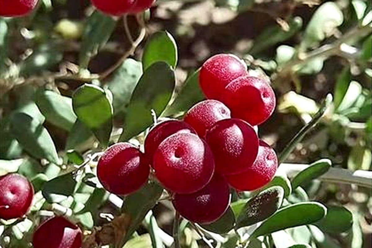 Diabete, dalla “ciliegia del deserto” un aiuto naturale: la scoperta su una bacca poco conosciuta