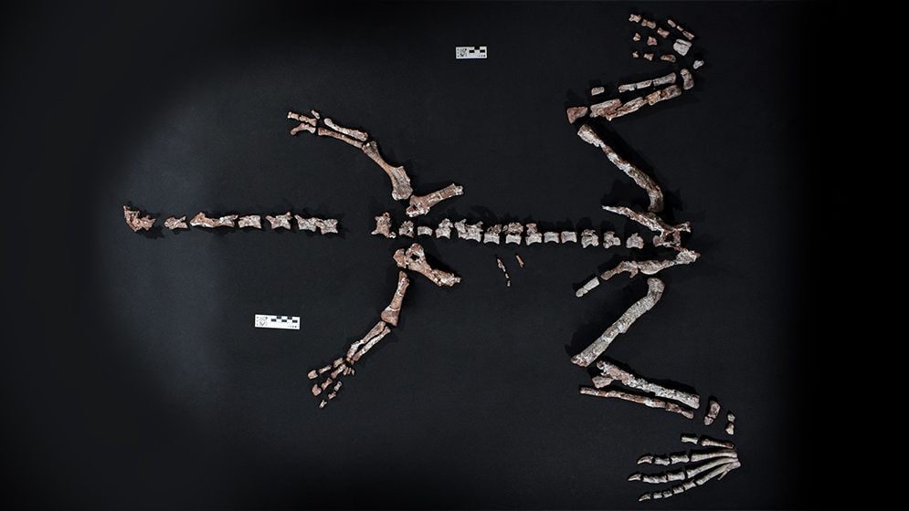 Il fossile quasi completo di Huayracursor jaguensis. Credit: CONICET