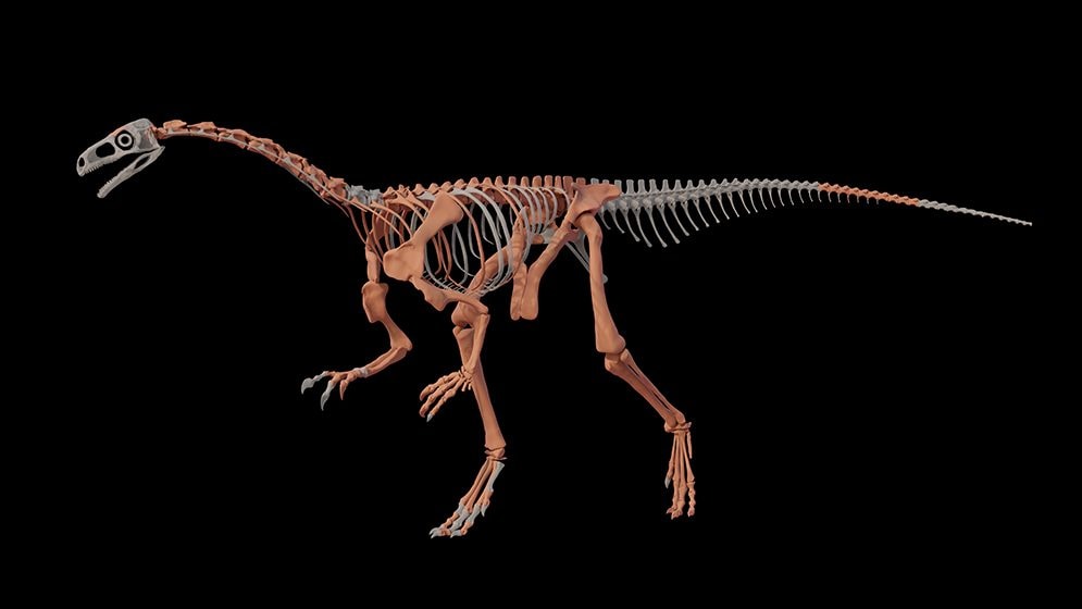 Ricostruzione in 3D di Huayracursor jaguensis. Credit: Martín Hechenleitner e Malena Juarez.