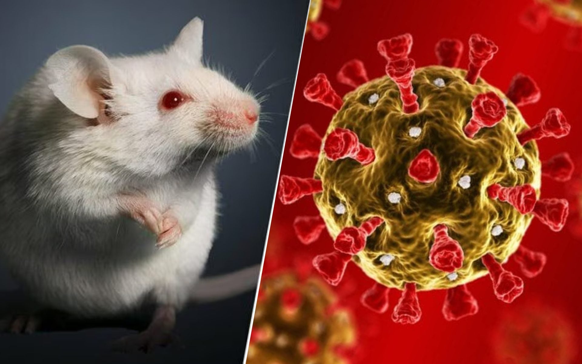 Il Covid-19 può alterare lo sperma e aumentare l’ansia nella prole: lo studio sui topi