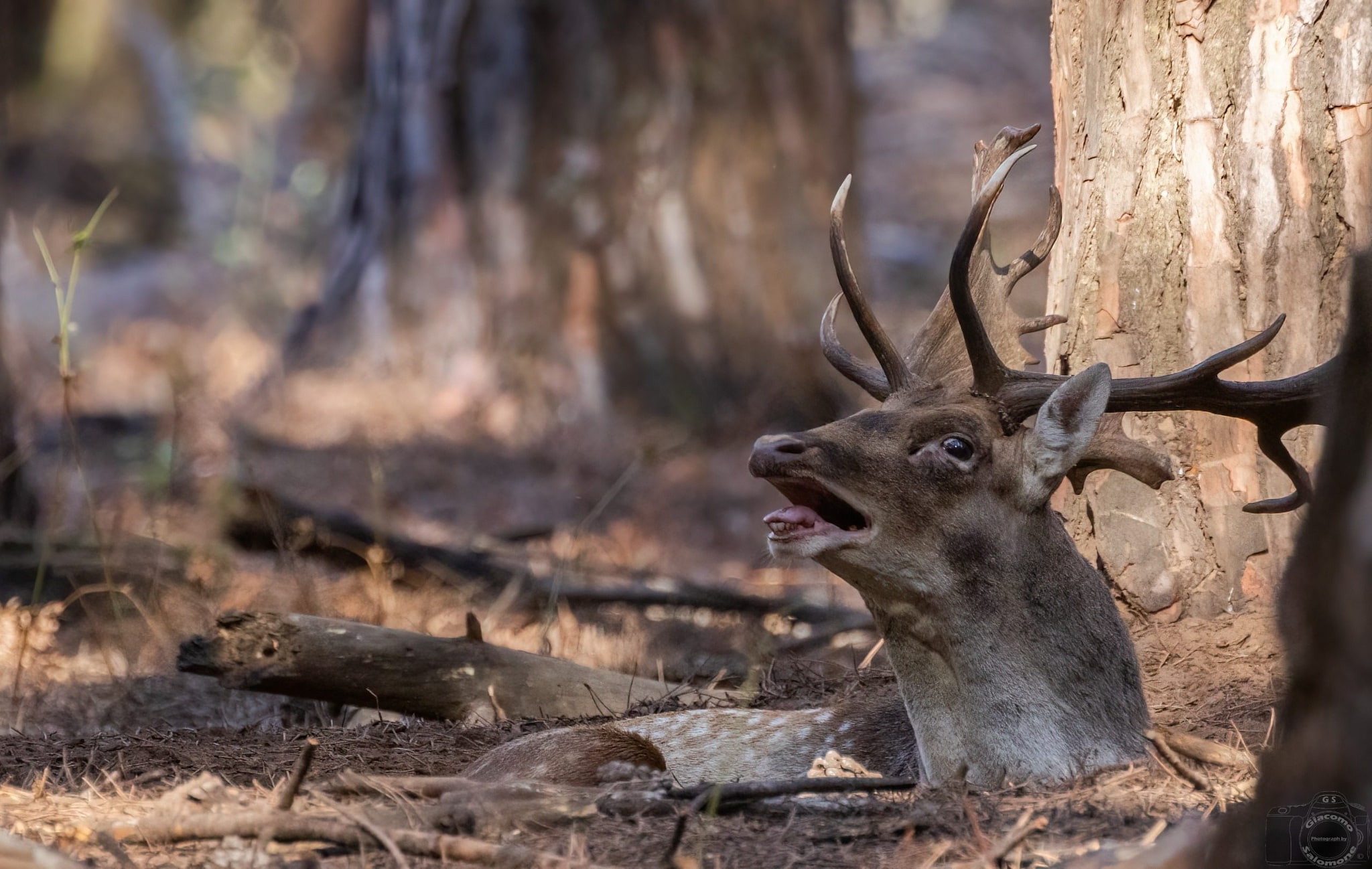 Il bramito dei daini riecheggia nella Selva di Circe, le splendide foto. "Come in un libro delle fiabe"