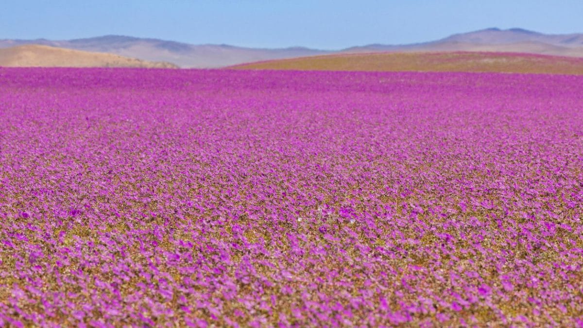 Il deserto di Atacama fiorito: è il fenomeno del desierto florido. Credit: iStock