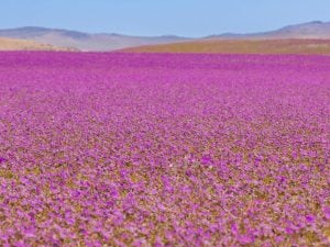 desiertofloridoatacama_iStock-1010258850-300x225.jpg