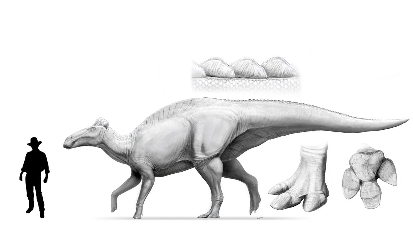 Ricostruzione di un edmontosauro vicino al professor Alan Grant di Jurassic Park. Credit: Dani Navarro