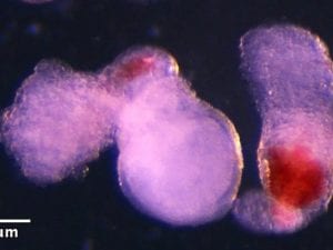 embrionisangue-300x225.jpg