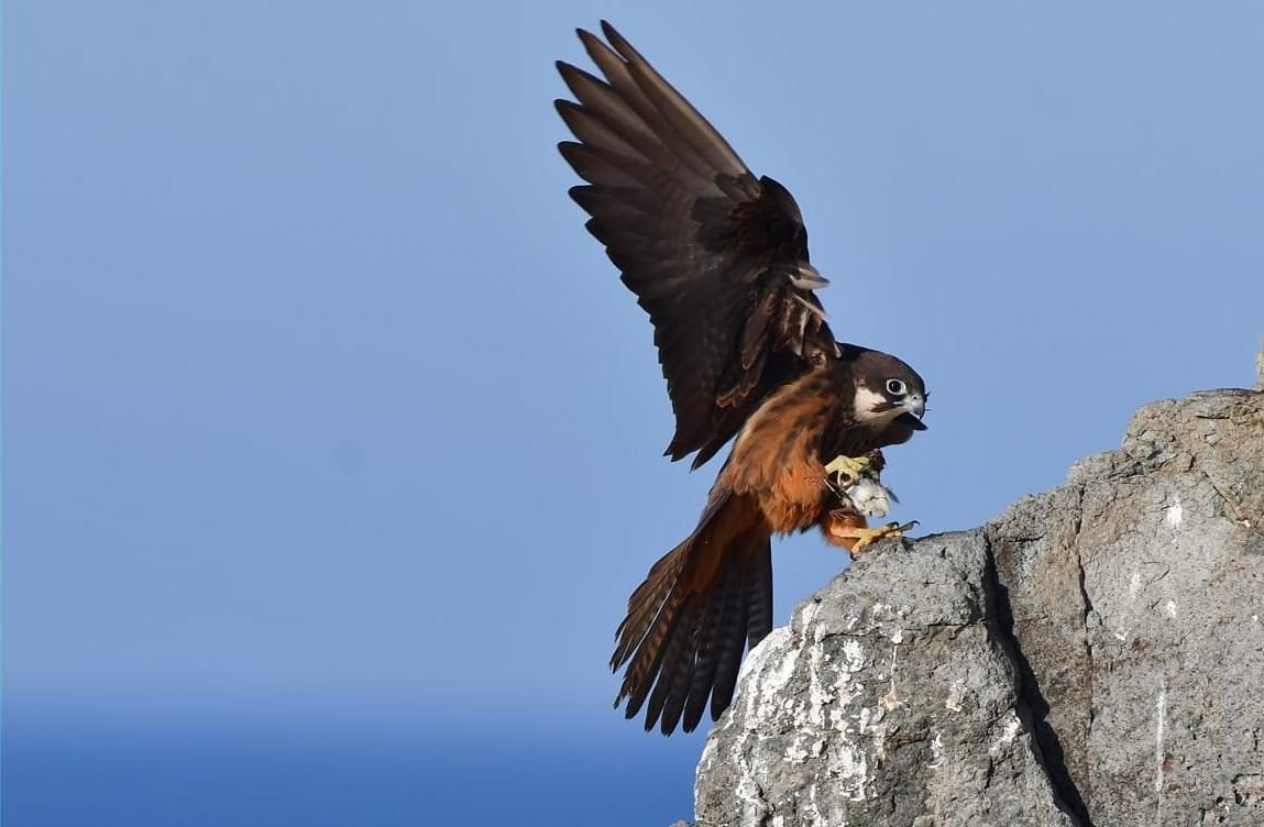 Falco della Regina o falco di Eleonora. Credit: Oscar Mura