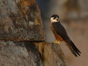 falcodellaregina2cover-300x225.jpg