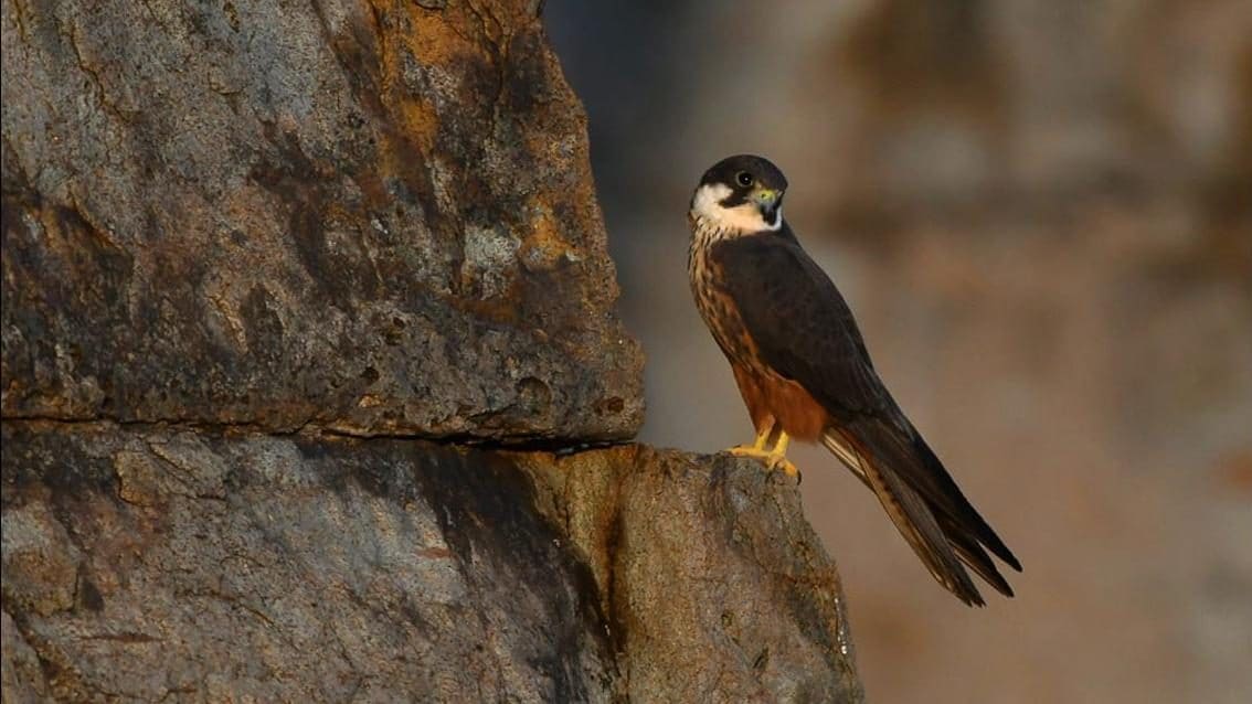 Eleonora d’Arborea e i suoi falchi: l'incontro tra storia e natura su una selvaggia isola sarda