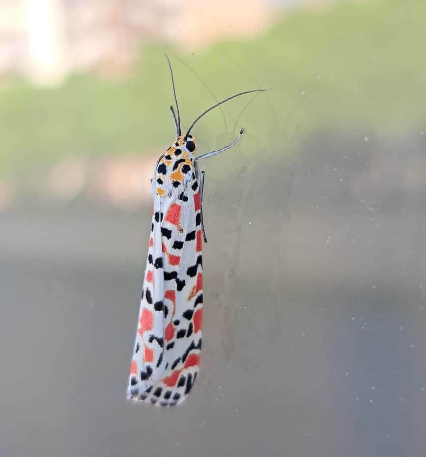 Falena Utetheisa pulchella