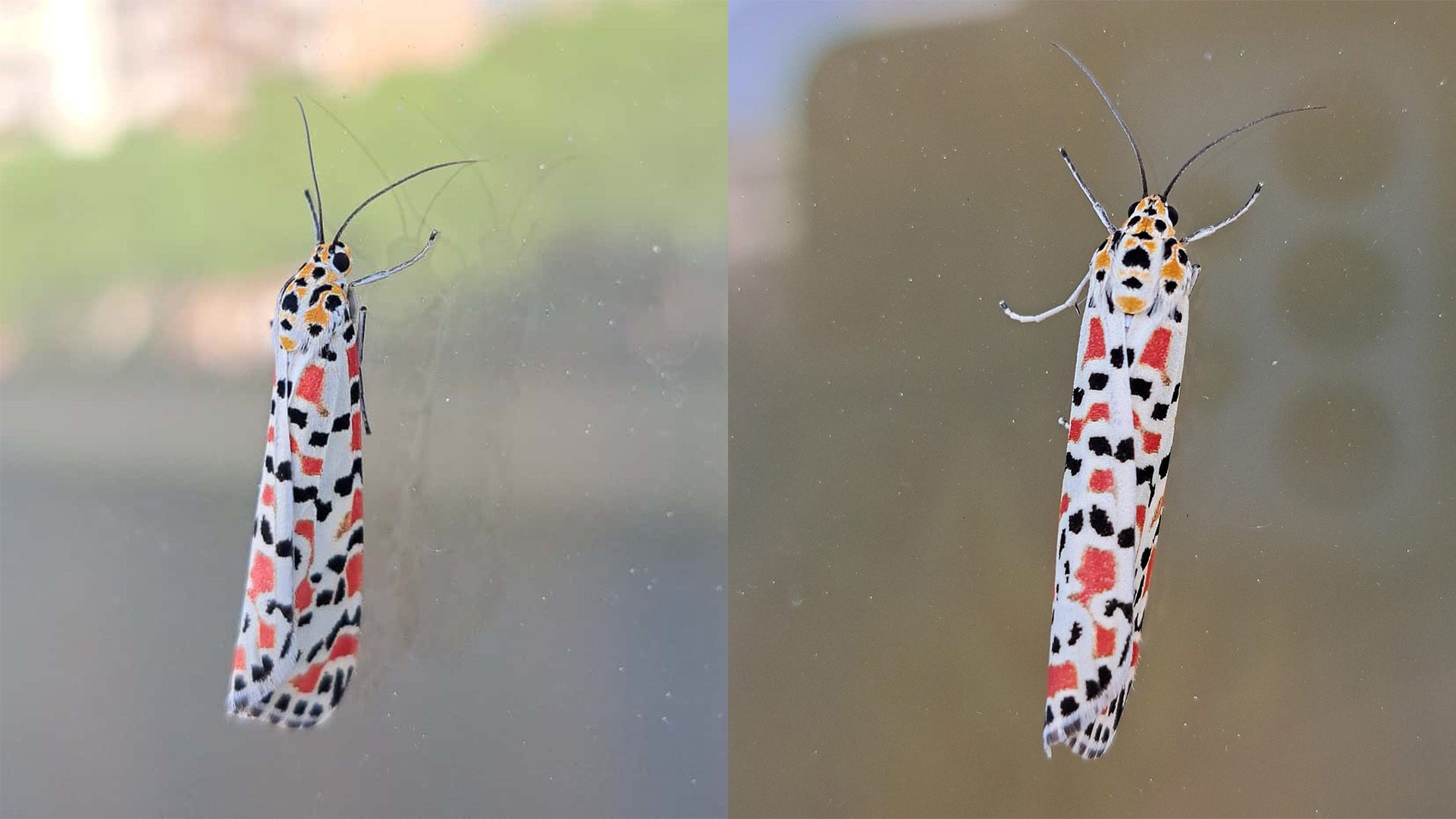 Falena dai colori meravigliosi fotografata a Roma, ecologo Bonifazi: “È così perché è tossica”
