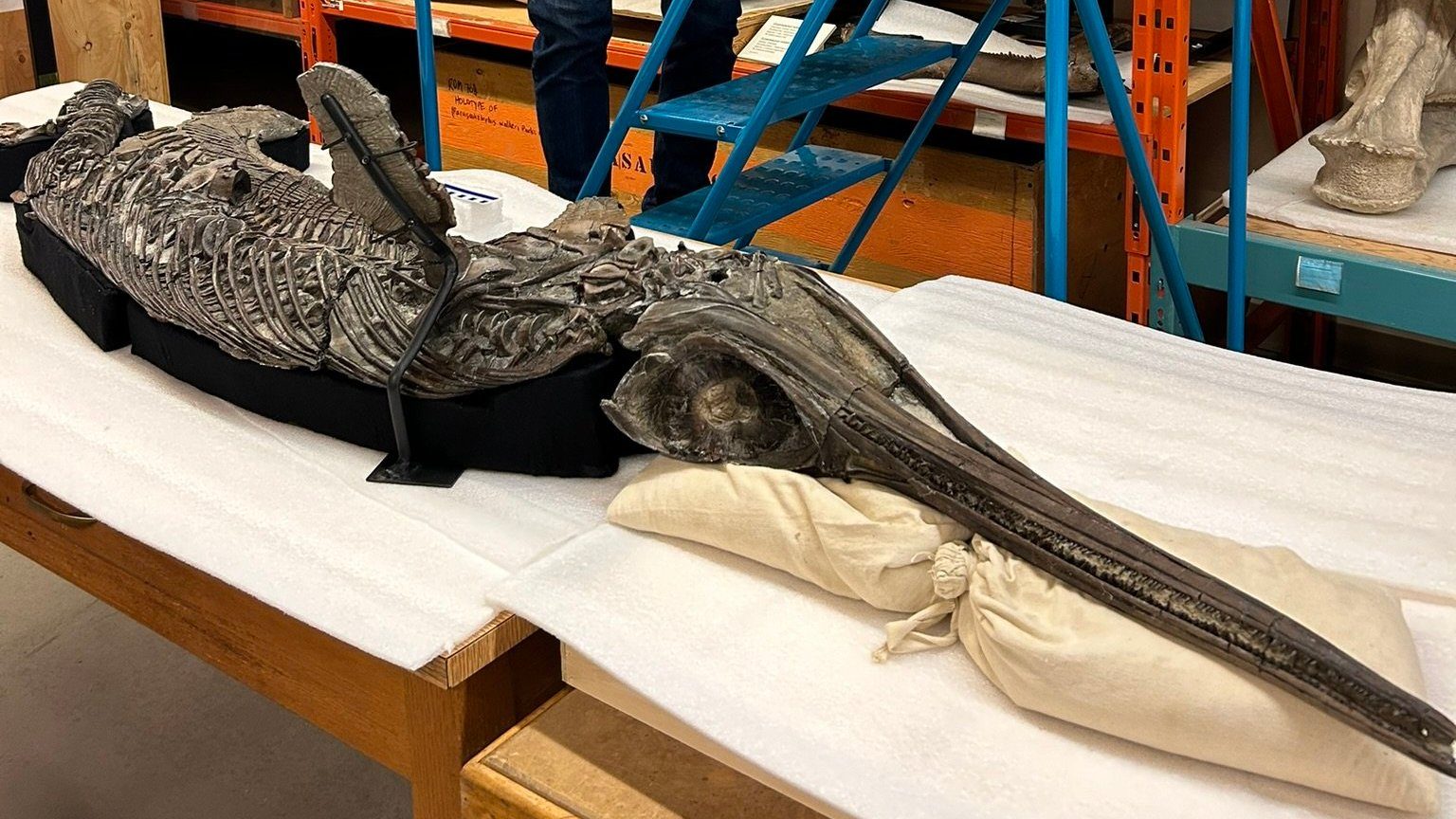 Il fossile di un drago spada del Giurassico è una meraviglia: svela come è morto e contiene l'ultimo pasto