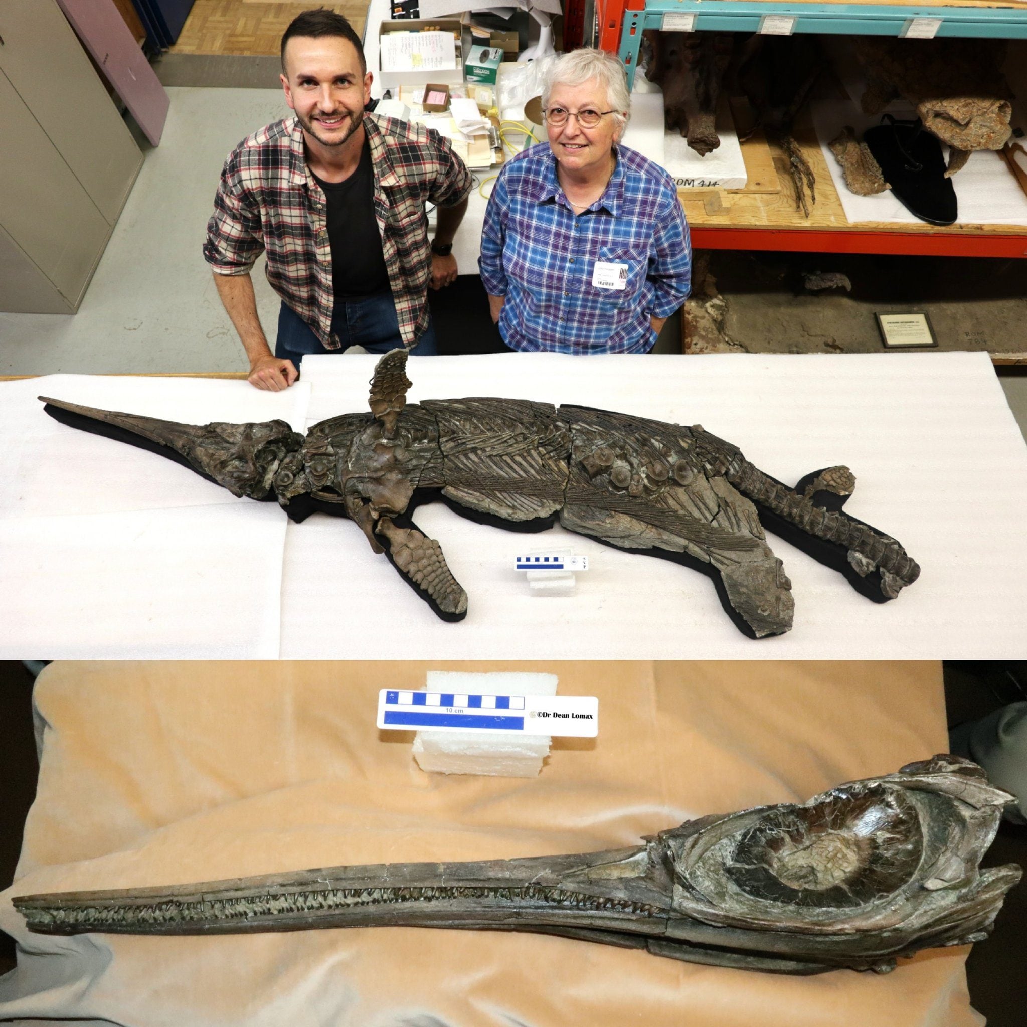 Il fossile di "drago spada" Xiphodracon goldencapensis, Credit: Dean Lomax