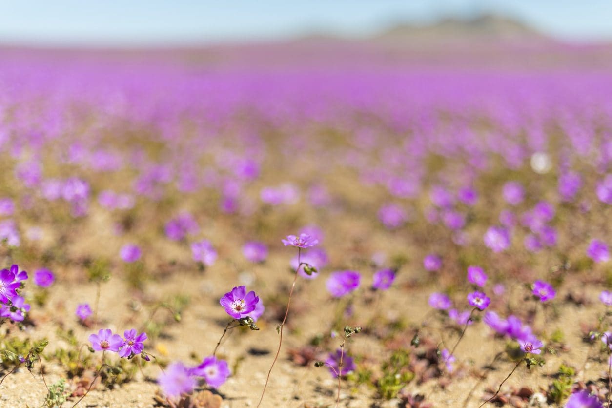 I fiori di pata de guanaco. Credit: istock