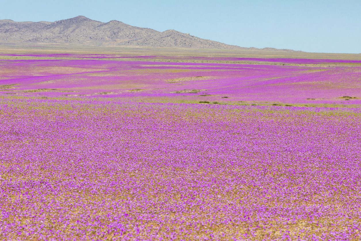 Il deserto di Atacama fiorito: è il fenomeno del desierto florido. Credit: iStock
