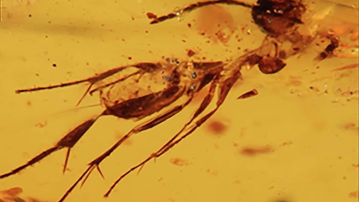Uno degli insetti intrappolati nell’ambra da 112 milioni di anni / Credit: Communications Earth & Environment 2025
