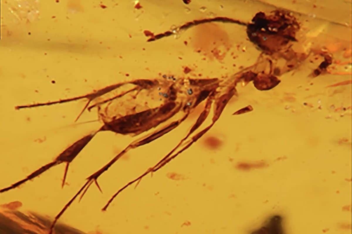 In Ecuador scoperti insetti nell’ambra da 112 milioni di anni: svelano i segreti di una foresta perduta