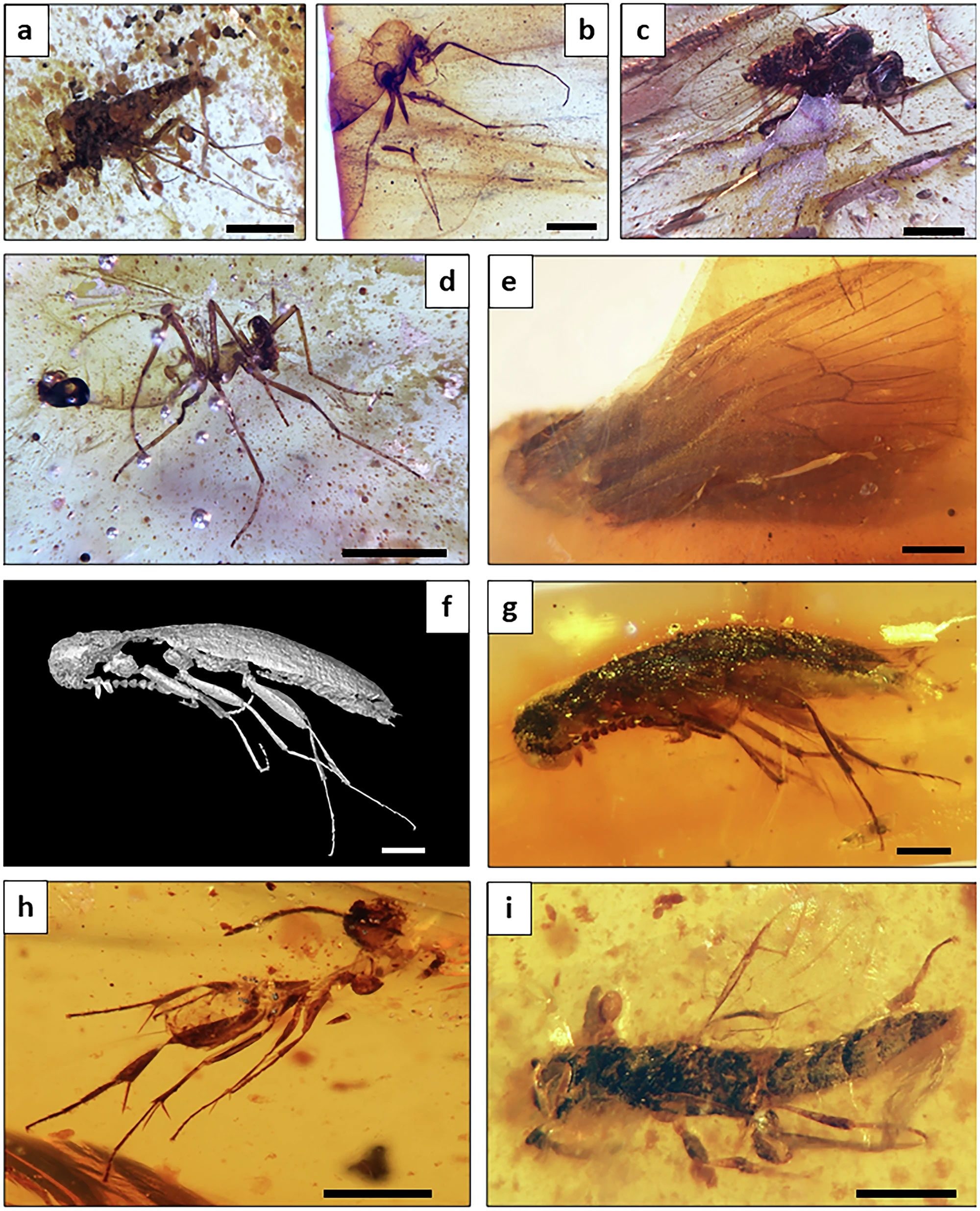 Alcuni degli insetti intrappolati nell’ambra di Genoveva (Ecuador). Ordine dei Ditteri: a) Ceratopogonidae, Archiaustroconops; b) Chironomidae; c) Dolichopodidae, Microphorites n. sp;  d) Chironomidae.  e) Trichoptera, esemplare incompleto che mostra la venatura dell’ala anteriore in questa vista; f, g) Coleotteri: Tetratomidae; Imenotteri: h) †Stigmaphronidae e i) Scelionidae / Credit: Communications Earth & Environment 2025